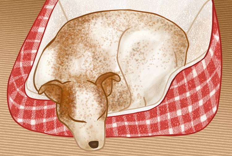 Stylistic digital drawing of a puppy curled up in his bed